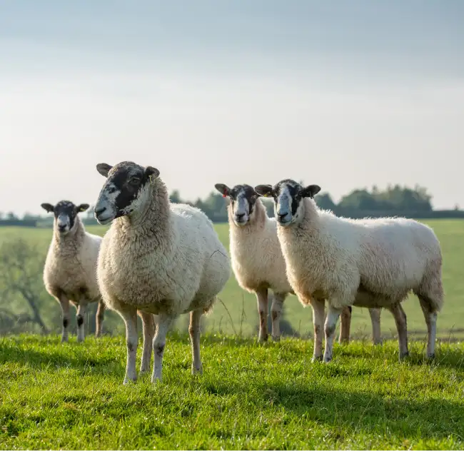 British Lamb photo