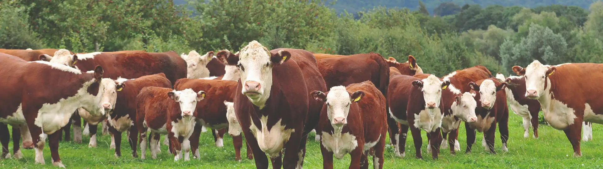 photo of britain beefs in a field