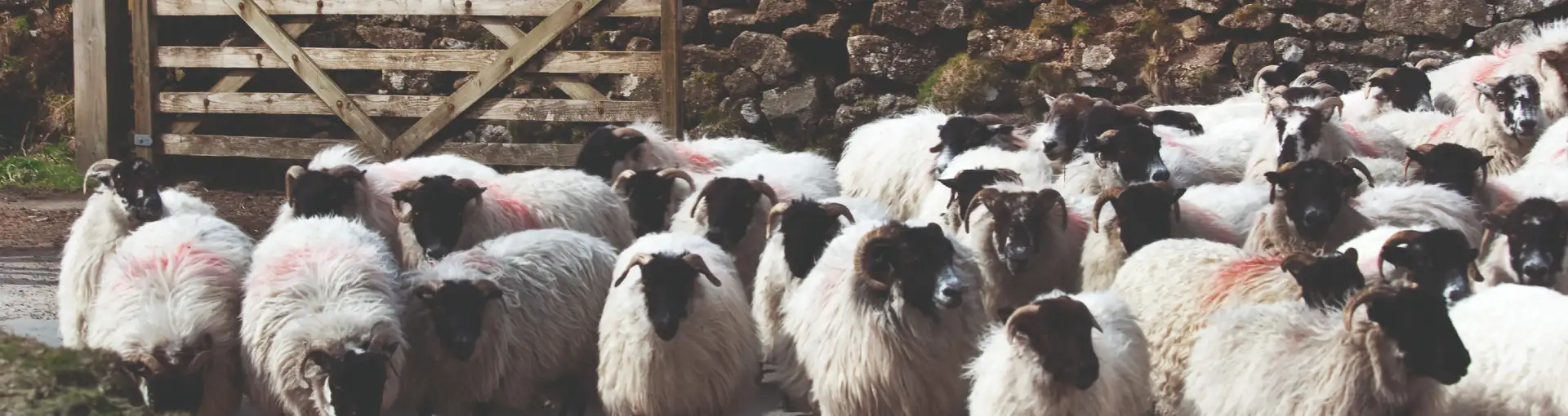 photo of britain lambs