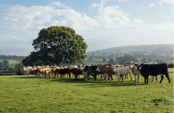 Photo of a britain beef