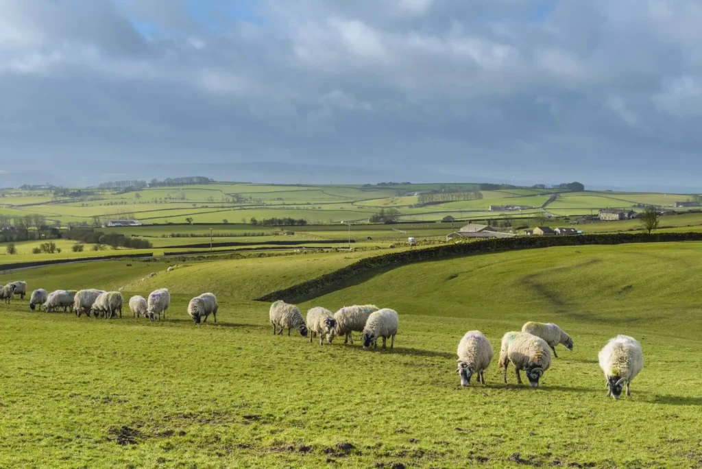 Landscape with lambs on a field