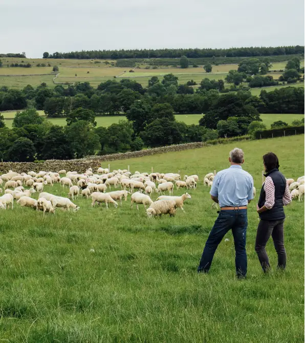 British farmers in lamb field