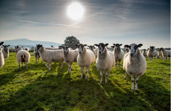 photo of britain lambs on a field