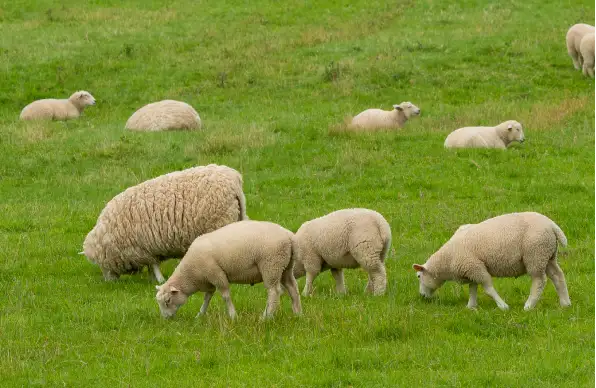 photo of britain lambs eating grass