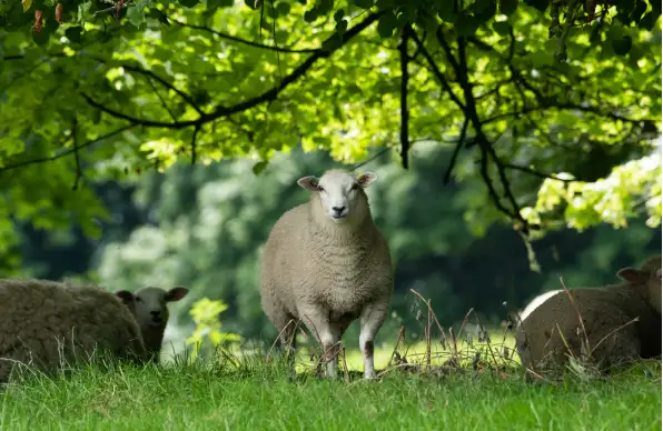 photo of britain lambs with a castle