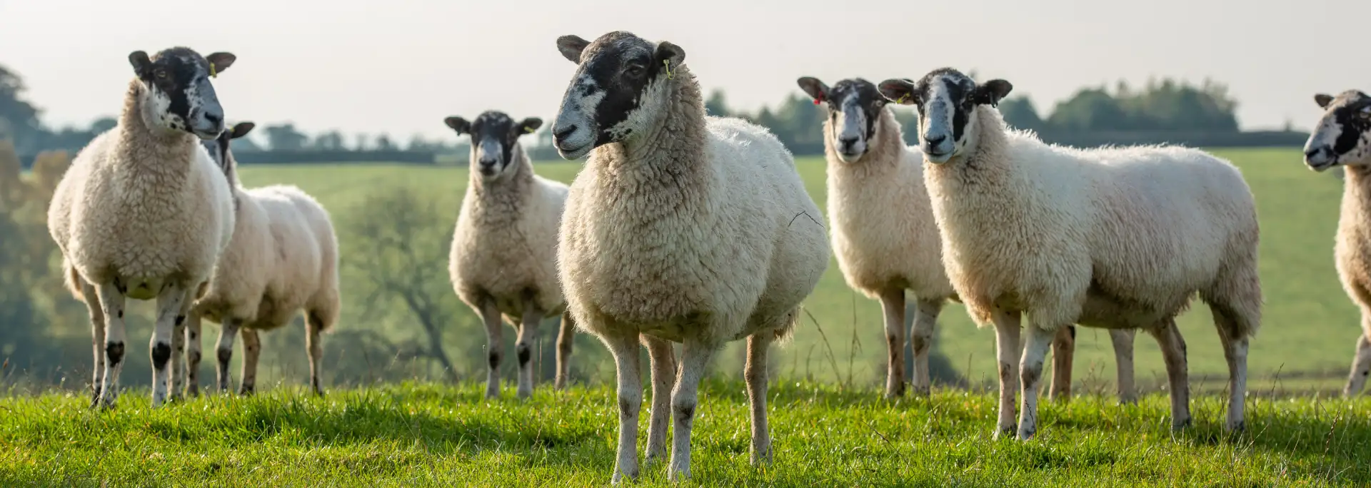 photo of britain lambs