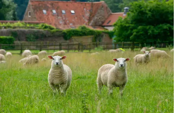 photo of britain lambs with a forest